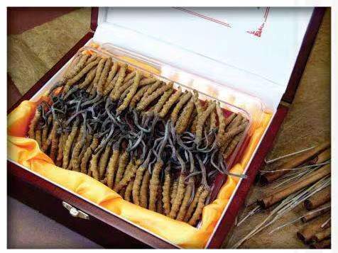 新城镇冬虫夏草回收